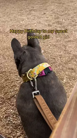#golden #frenchbulldog #frenchie #frenchiesoftiktok