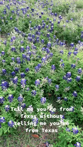 Bluebonnet photos are a must every year🪁🪁