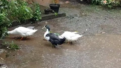 bebek nevan hujan- hujanan #bebek #bebekberenang #bebeknevan #bebekhidup