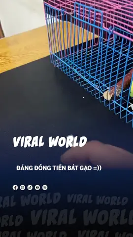 Nuôi pet nó phải như này =)) #beatoflife #bnetwork #Onhaxemtin