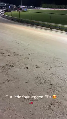 #greyhounds #dogs #racing #greyhoundracing #australia #f1 #formula1 #zoom #fast #speed