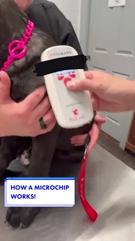 HOW DOES A MICROCHIP WORK? #microchip #elektracanecorso #canecorso #puppytok Watch Microchip placement here> @elektra_the_canecorso