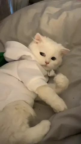 she has the power of fancy #bunny #hoodie #elgato