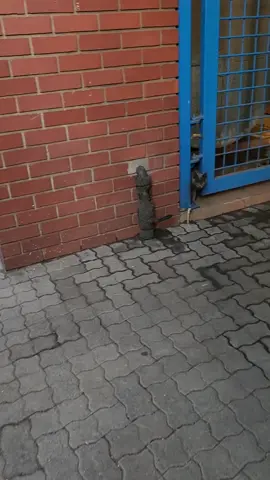 Feeding the Feral work cats #feral #feralcat #cat