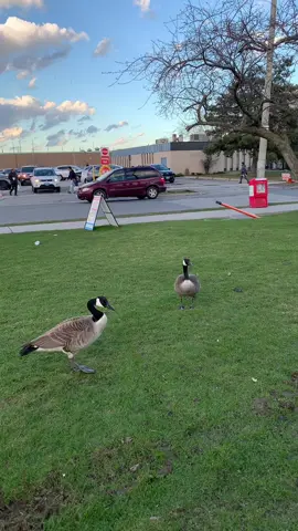 Canadian goose in Thorncliffe Park Drive Toronto #thorncliffepark #eastyork #downtown #Toronto #canada🇨🇦 #travel #fypシ #foryou #foryoupage #citylife #citylifestyle #park #nature #sky #traffic #birds #goose