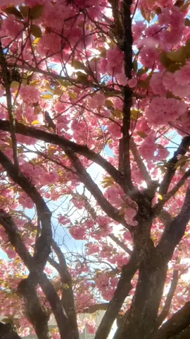 cherry blossoms falling #cottagecoreaesthetic #springvibes #flowertok #fyp #prettycool