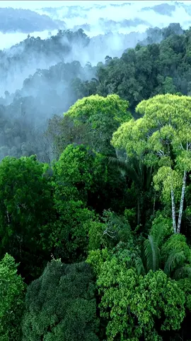 #jungle #rainforest #tropics