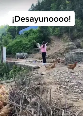 #desayuno#gallinas#pollos#volando#hambrientos#sorprendid@