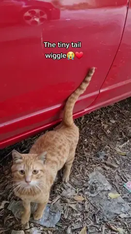 MY HEART ALMOST BURST😭❤️ #fyp #foryou #cute #cat #kitten #catsoftiktok #Love #happy #pov #millennial #skz #catlover #pet