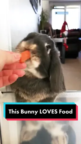 🐰🐰🐰#bunny #bunnies #bunniesoftiktok @Bluberrythebun