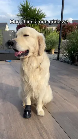 J’avoue ça va bien protéger de la pluie mais il a l’air … 🤣 #goldenretriever #fyp #foryou #pourtoi