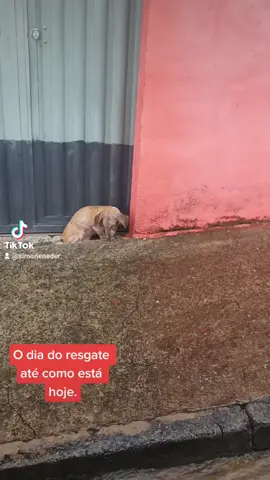 #salvandovidas #resgate #abandono #cachorros #foryou Dia do resgate até o dia de hoje .