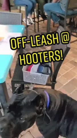 Off-Leash @hooters . Must be well trained service dogs to come to hooters both On or Off-Leash.   If you're interested in buying Chance the 1 Year old Black and Gray German Shepherd please email us.  #gsd #canecorso