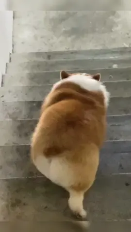 揉みたいおしり🥹🥹太可爱了！#犬 #funnydog #cute #dog #corgi #コーギー #柯基 #可爱
