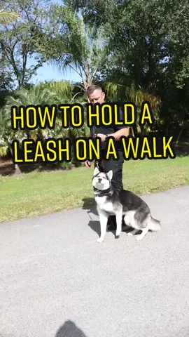 How to hold a leash on a walk #husky #allthingshusky #animals  #cute #dog #doggo #doglovers #dogoftheday #dogs #dogsofinstagram #dogstagram #fashion #happy #huskyoftheday #instadog