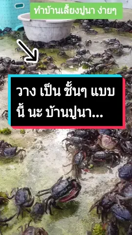 วางเป็นชั้นๆ แบบนี้นะ #อุไรยาฟาร์มปูนา #uraiyafarmpoona #TikTokUni #TikTok #รู้หรือไม่ #tiktokแนะแนว #สวนสัตว์tiktok #เกษตรอินทรีย์ #เคล็ดลับสัตว์เลี้ยง