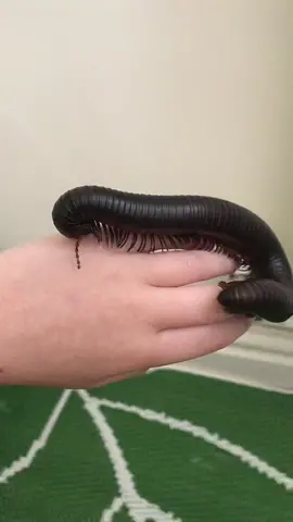 #millipede #giantmillipede