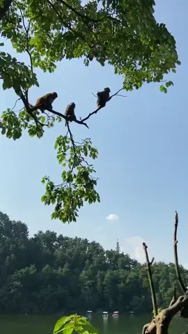 #jump #monkey #wildanimal #sceneryvideos #trav #nature #foryou