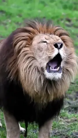 Best Roar of a Lion on tiktok 🦁👉💞👑 #animalloverofpakistan #rajulion #foryou @shama84534