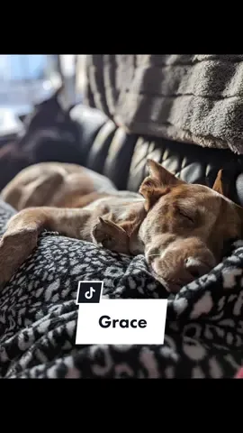 We love a happy ending ♥️ #thisishouston #texasdogrescue #adoptdontshop #onlyinmycalvins