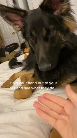 #gsdlove #doglove #gsdpuppy #gsdmom #dogmom #dogtok #dogsofttiktok #germanshepherd #germanshepherdsoftiktok