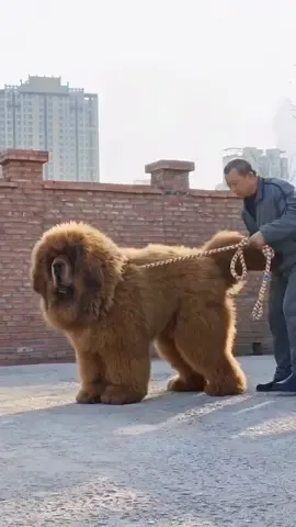 Strong TibetanMastiff/deep and powerful