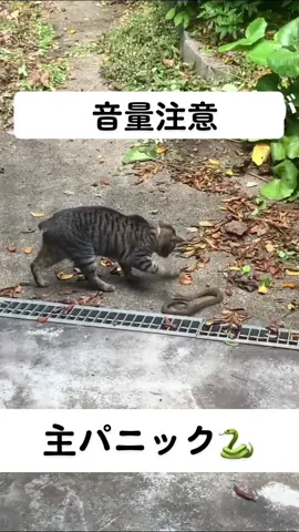 #猫のいる暮らし  #猫　#蛇