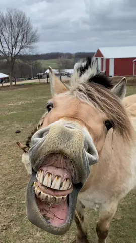 Oh Vanna… #fjord #mare #horse #funny #cute #smile #teeth #tricks