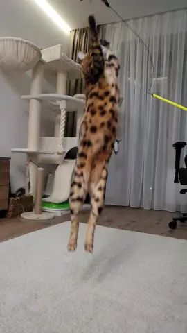 360 at it's finest 🤯    #bengal #360 #jump #cats #pets #bengalcats #games