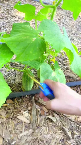 Let me know if you want more daily harvest videos #growyourownfood #abundance #selfsufficiency #gardenharvest #gardeningtips