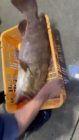 @tsumotoshiki.com🇯🇵 #tsumotoshiki #chinuki #ikijime #fish #fishing #究極の血抜き #津本式 #sushi
