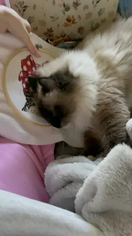 I'd like to thank my cats for keeping my cross stitch warm while I was away. The cat hair stuck in this cross stitch really adds character