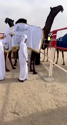 #فردي#الفردي#مزاين_الظفره#المجاهيم #اكسبلورexplore#اكسبلور#ترند