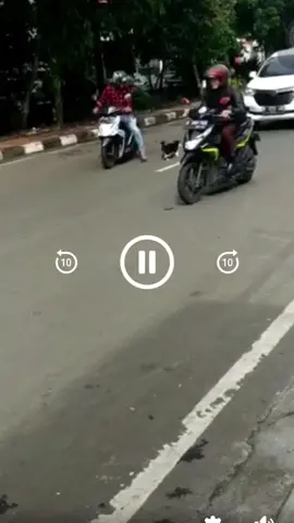 Kucing gendong anak kembr #fyp #viral #xyzbca