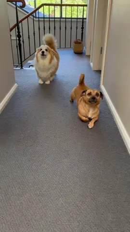 Tayto has had enough of the short leg slander #corgi #fyp #scoot