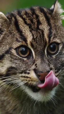 Our gorgeous Fishing cat, Aquarius! 😍 #fishingcat #smallcats #smallcat #thebigcatsanctuary #bigcats #bigcatsoftiktok #fypシ #fyp #charity #conservation #catsoftiktok #wildlife #animalsoftiktok