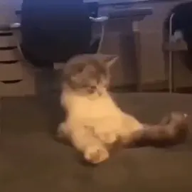 Catboner #fyp #cat