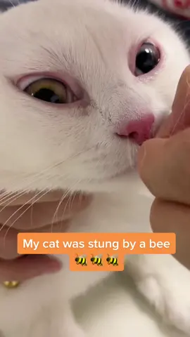 She was stung by a bee. 🐝🐝What should I do❓❓😦😦#cat #stungbyabee #stung #bee #honeybee #honeybees #catsoftiktok #catsoftiktok