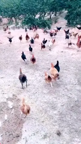 quick and quick fly running #pet #foryou #fypシ #lol #viral #fyp #funnyvideos #😂 #funny#chicken #tiktok #tiktokindia
