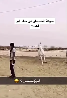 #اكسبلورexplore #ترند #خيل #خيل_وخياله🐎 #فرسان #fyp