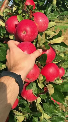 #домисад #яблоко #урожай