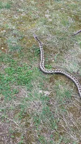 #snake #gjarper #natyra #viral #batllava #viper #viperaamodytes