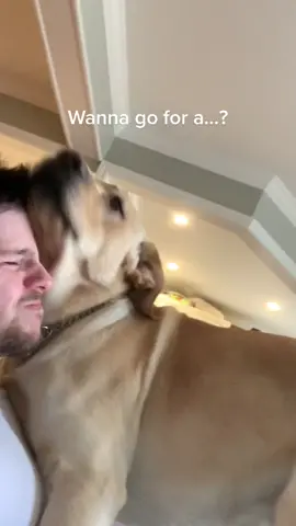 Holding my personal space hostage #walk #foryoupage #dogsofttiktok #cute #goforawalk #puppy #foryou #fyp #dog #puppy