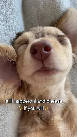 nap time is the best time💤 #dachshund #puppy #dappledachshund