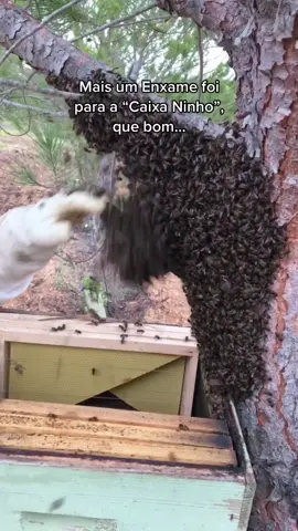 #avidadagente #vidanaserra #abelhas #enxame #apicultura #natureza #goodvibes #mountainlife #bee #beekeepersoftiktok #beekeeping #tavira #portugal #foryou #fyp #fy