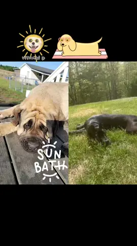 #duet with @elektra_the_canecorso 🌞🐾🌞#sunbathing #dogs #bigpawmastiffs #fyp #bigdog