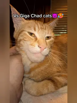 Giga Chats #kysyempolta #memestiktok #memes #funny #joke #cat #catsoftiktok #dog #dogs #dogsofttiktok