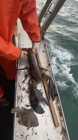 Reply to @attisyn_ “Leave me alone kid, I’ve found my own food for 50 years, I don’t need help now.” #🦞 #sustainable #forthefuture #maine #lobsterfishing #seafood