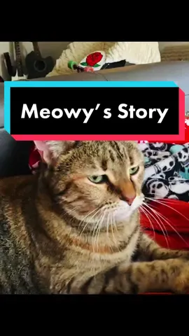 Rescue Story: Meowy Poppins ✨🐈🖤#petlover #Love #rescuestory #rescue #rescuecat #adoptdontshop #foryou #fyp #fypシ #senior #xyzbca #pet #tabbycat #cat #catsoftiktok