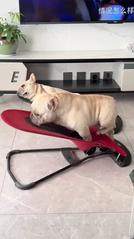 It’s too late to dream#dogsofttiktok #dogbed #frenchbulldog